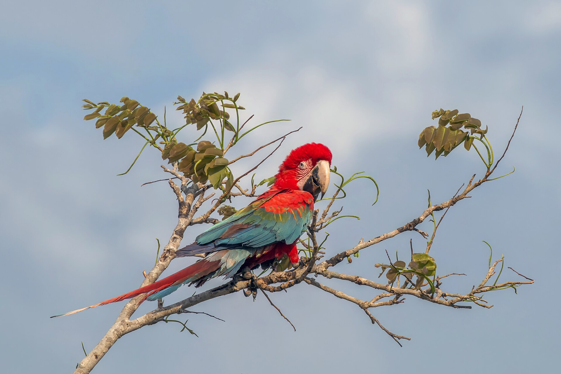 Guacamayas, aves coloridas de la Orinoquía colombiana