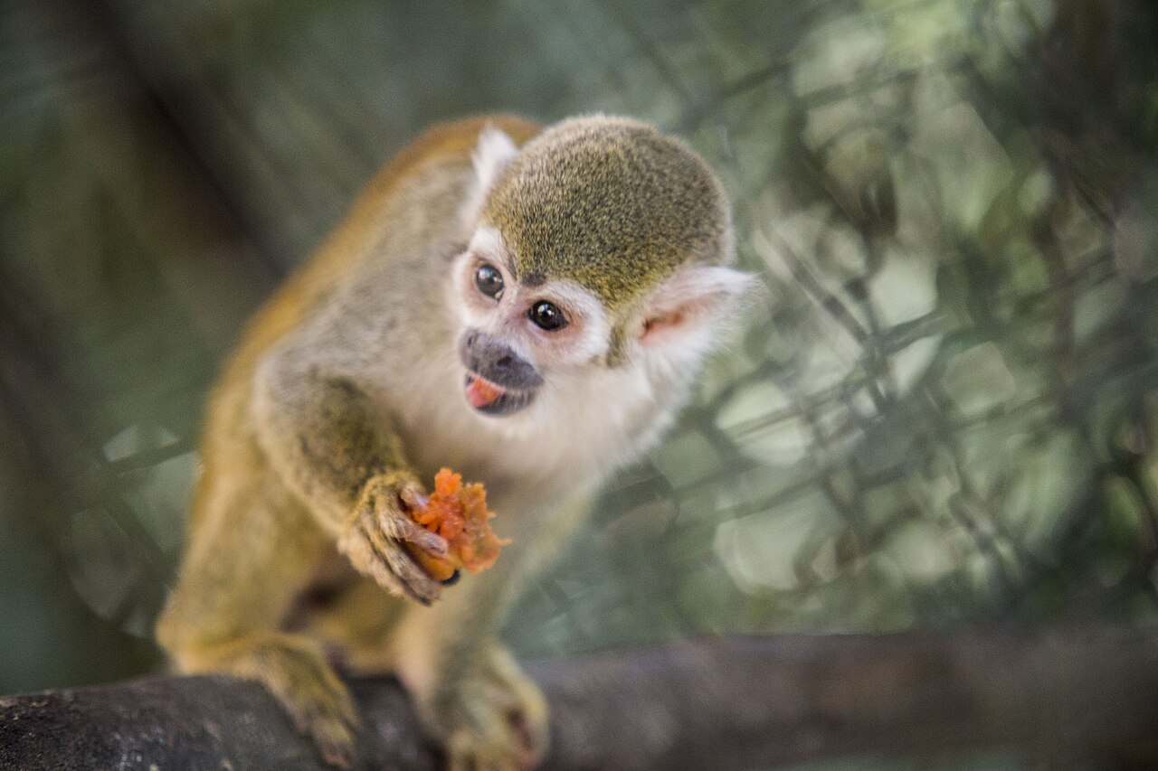 Mono tití, una de las especies más fáciles de observar en el piedemonte llanero