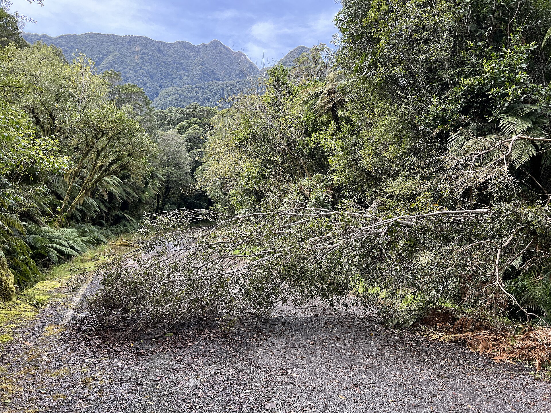 Sendero entre cultivos agroforestales y bosque