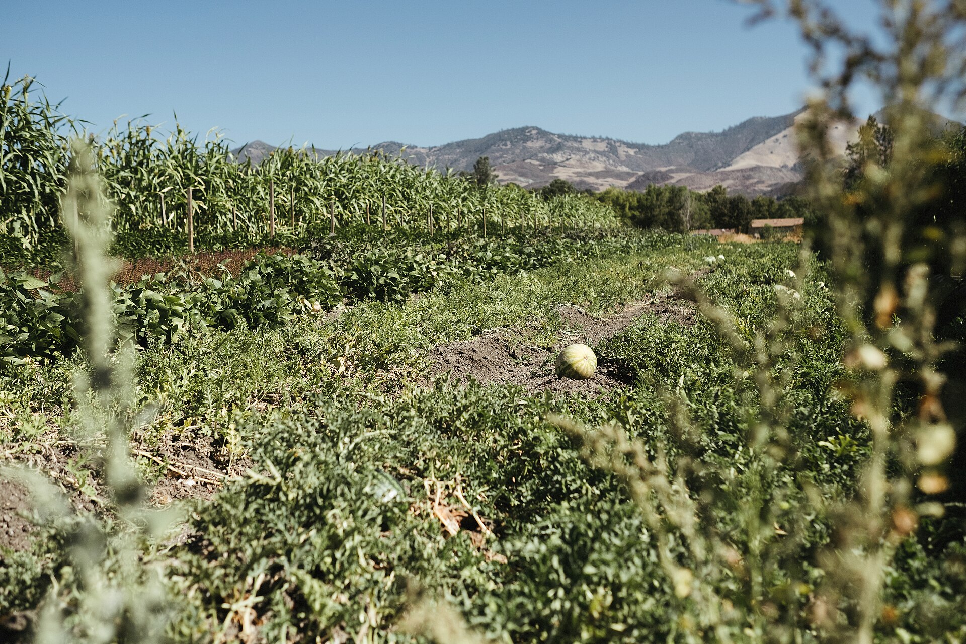 Huerta orgánica en finca agroecológica