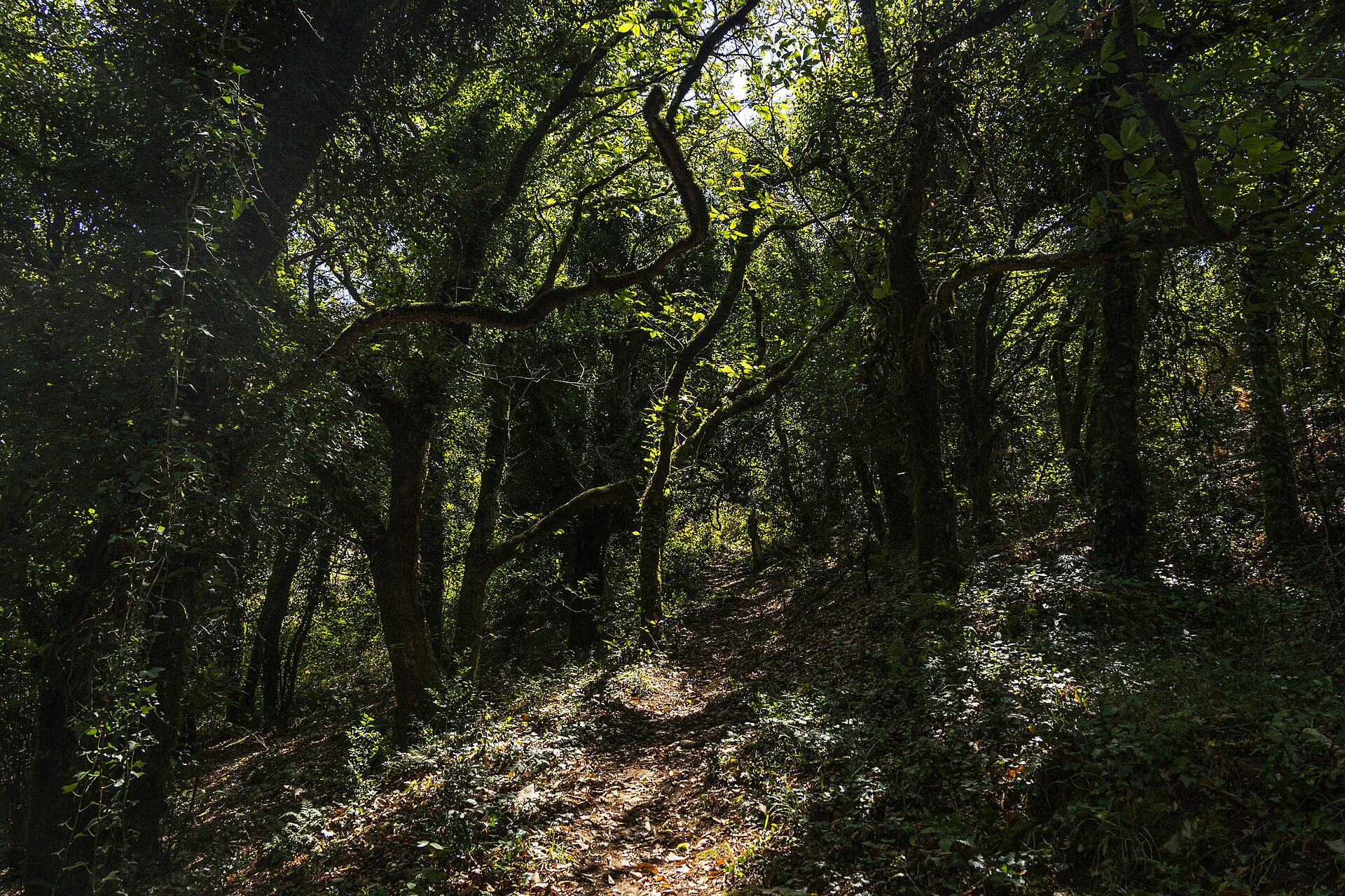 Camino de senderismo a través del bosque