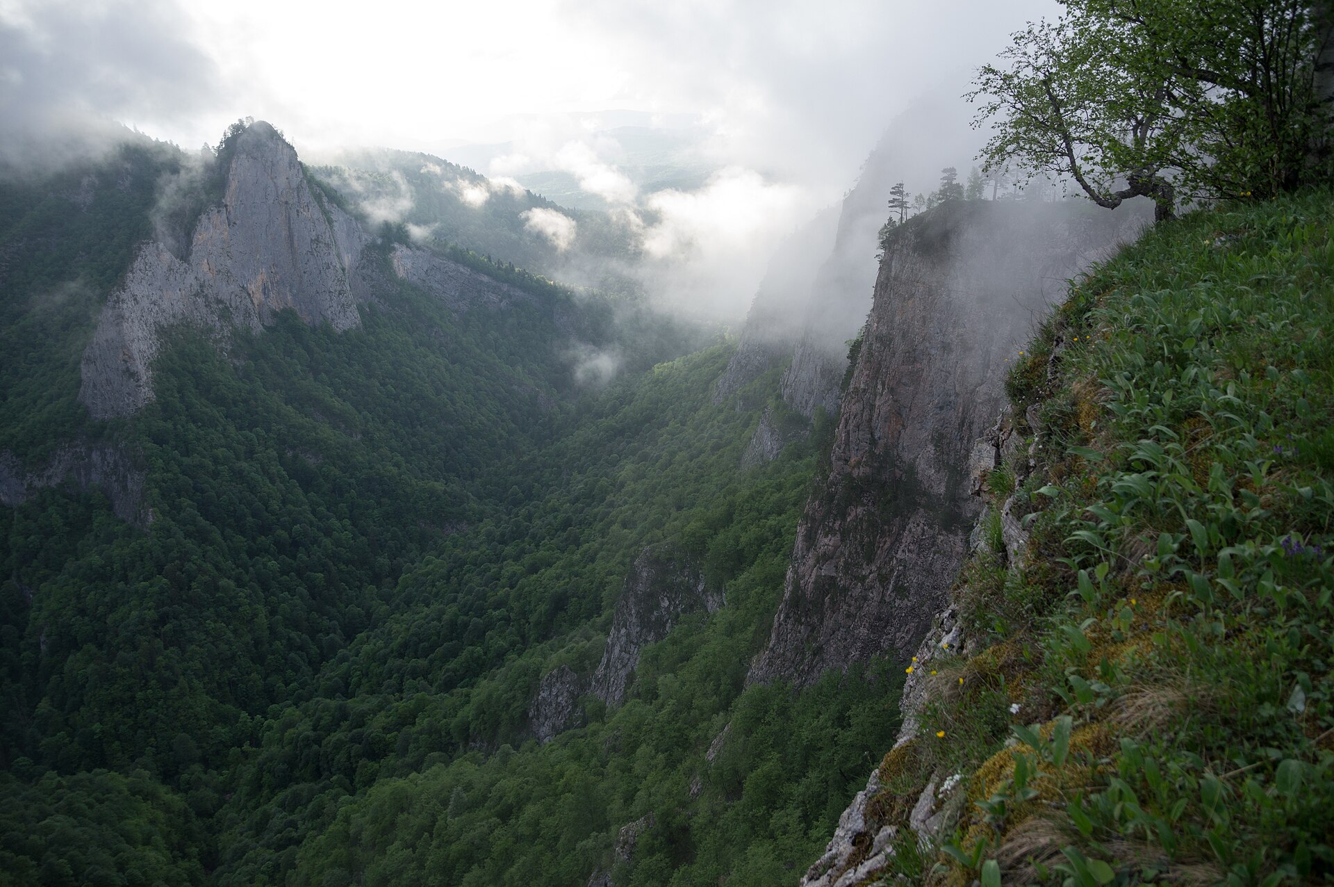 Bosque de niebla y montaña en el trópico